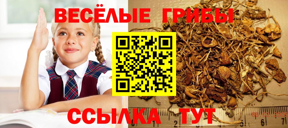 Галлюциногенные грибы Cubensis  Псилоцибиновые грибы мицелий  закладка  Отрадный  Вход с VPN 